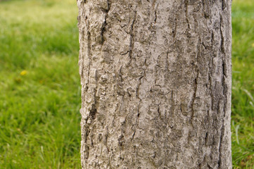 Obraz premium Detail of a tree trunk with a lawn grass background. The concept of a symbol of great reliable growth on the background of the environment.