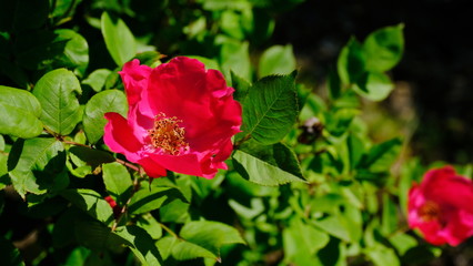 
Rosehip buds in a city park