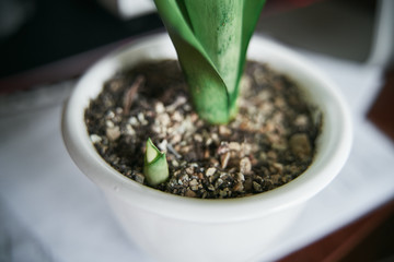 young small sansevieria moonshine near grown parent succulent in home pot