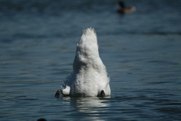 Obraz premium a swan upside down in the water, searching for food or is life just too much to cope with ?