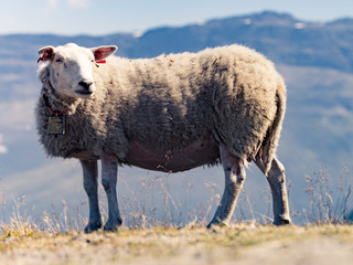 Sheep in mountains, Norway