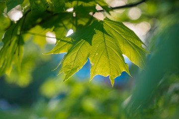 Maple leaves on sunset at spring time