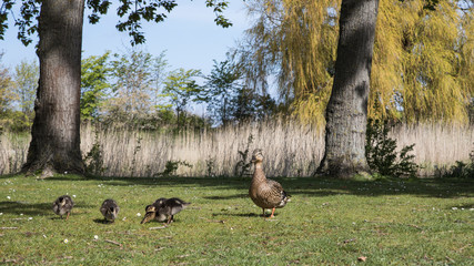 Duck family eating out