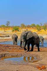 Wild lebende Elefanten in Botswana