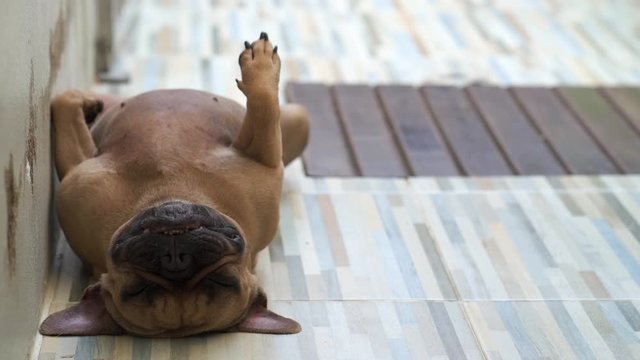 Cute french bulldog lying supine on the floor