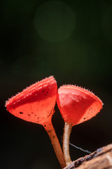 Champagne mushroom Red Close Up of Colorful mushroom or rainforest, Thailand. Select focus Waterfall Fertile moisture beautiful rain mist