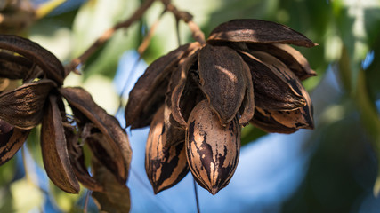 Dried pecan nuts on the tree, autumn in Israel.