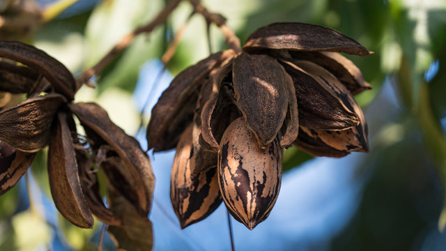 Dried pecan nuts on the tree, autumn in Israel.