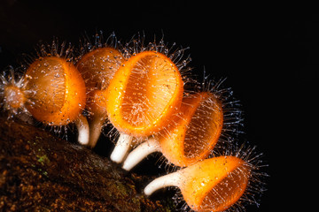 Champagne mushroom Red Close Up of Colorful mushroom or rainforest, Thailand. Select focus Waterfall Fertile moisture beautiful rain mist