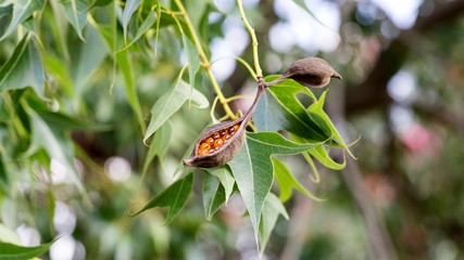 Brachychiton populneus seed pods on the tree, Israel.