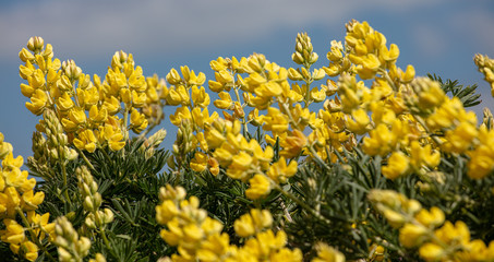 Yellow Tree Lupins in The Wild
