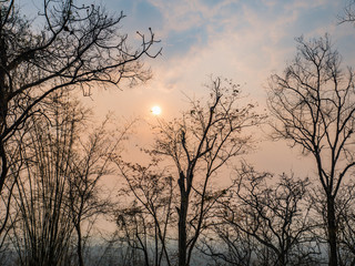 Fototapeta premium silhouette Tree with Sunrise in the morning on Phu Kradueng mountain national park in Loei City Thailand.Phu Kradueng mountain national park the famous Travel destination