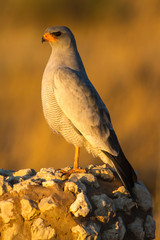 Pale Chanting Goshawk (Melierax canorus) Perched on Rocks at Sunset