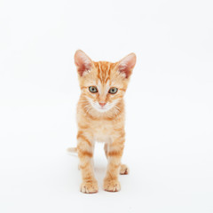 Red striped kitten plays, isolated on white background. Adorable tabby baby cat. Animal. Cute young pet.