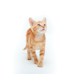 Red striped kitten plays, isolated on white background. Adorable tabby baby cat. Animal. Cute young pet.