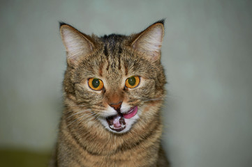 Cute tabby cat with blue eyes and long whiskers looks at camera with a sweet expression. Close-up portrait of a beautiful cat laying indoors.
