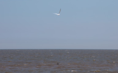 A Tern flies over the ocean