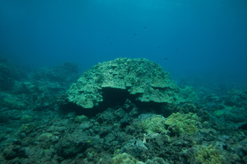 Underwater Coral Reef in Hawaii