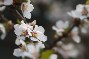 White flowers of blooming Nanking cherry closeup. Soft selective focus.