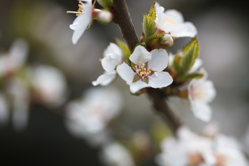 White flowers of blooming Nanking cherry closeup. Soft selective focus.