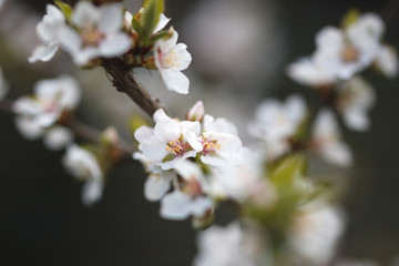 White flowers of blooming Nanking cherry closeup. Soft selective focus.