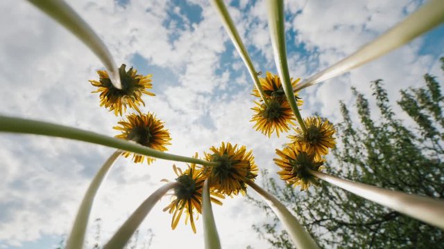 A bouquet of blowers rotates against the sky and the sun