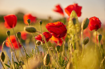 Sun meadow of wild poppies