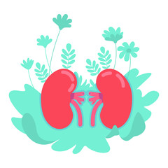 Anatomical kidney flat concept vector illustration. Aorta and cortex diagnosis. Blood circulation. Physiology 2D cartoon object for web design. Healthy human internal organ creative idea