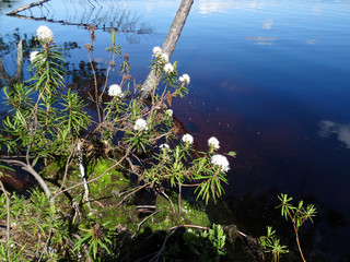 white flowers on the shore of a swamp lake
