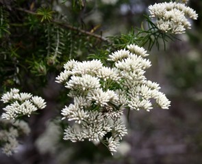 Beautiful white flowers look like snow.
