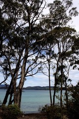 The tall gum of Tasmania.