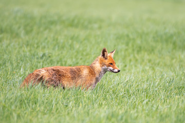 fox walking through a meadow in Luxembourg