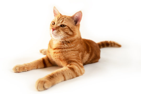 Orange cat. Portrait of tabby ginger cat over white background, wide angle. Adorable pet posing at studio. Cute domestic animal.