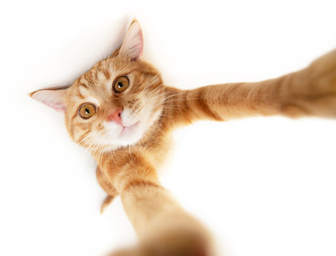 Portrait of tabby ginger cat makes selfie over white background. Adorable pet posing like he takes photos with smart phone. Cute domestic animal. Red cat photographs himself, natural light,wide angle.