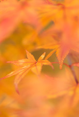 紅葉したモミジの葉