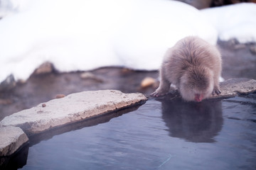 Snow monkey eating water in a hot spring, Jigokudani Monkey Park in Japan.