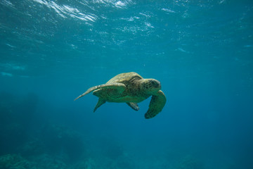 Obraz na płótnie Canvas Green Sea Turtle Underwater Swimming in a Sea of Blue