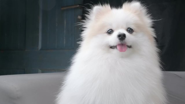 cute pretty white fur hair pomeranian dog sit relax  lazy on sofa couch looking at camera stay home concept