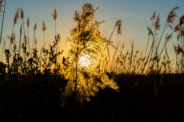 Reeds during sunset