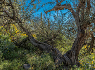 Embracing the ground cover