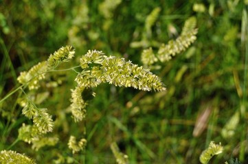 Flores silvestres verdes en primavera