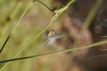 Araña