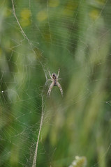 Araña