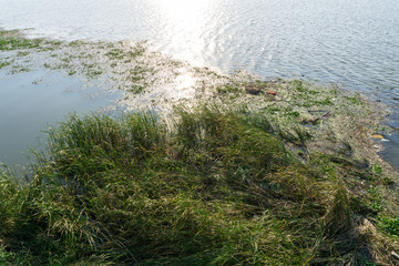 Marginal plants or growth emerged water plant growing on the river bank with some floating garbages such as plastic bottles, balls  and snack packagings