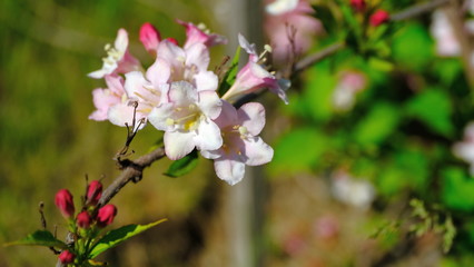 
Branches of a flowering bush in a park in spring