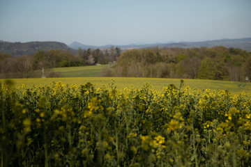 Fields, meadows, forests