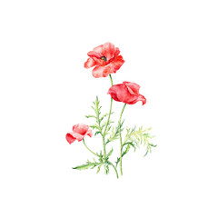 Hand drawn vector watercolor illustration of Three Red Poppies.