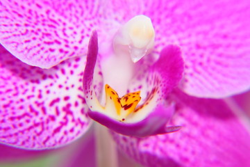 Fototapeta na wymiar purple pink orchid petals close-up