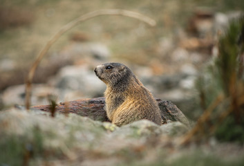 Naklejka na ściany i meble wild marmot as a close up picture in the mountains during the evening with grass and rocks in background