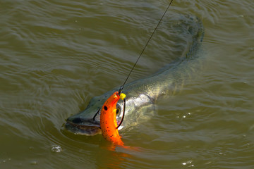 European or northern (Esox lucius),  pike caught on spinning. Soft bait fishing